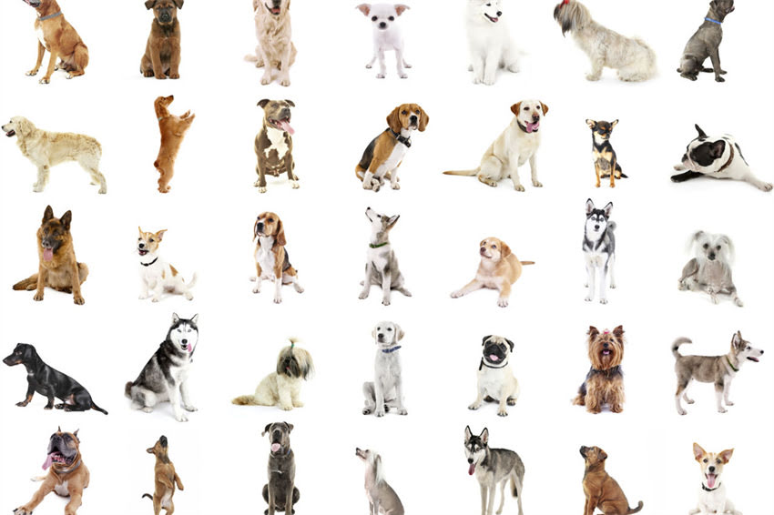 图片 哈士奇纯种的核心特征（：哈士奇纯种特征）.jpg