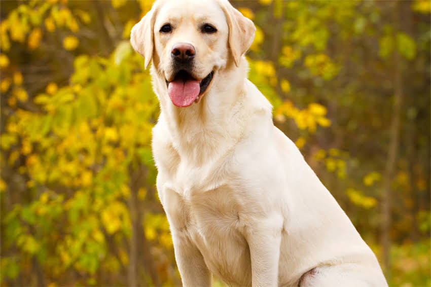 图片 哈士奇绝育手术全攻略｜费用清单+注意事项（附医院对比表）.jpg