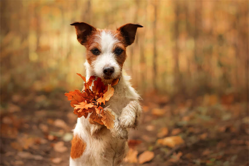 图片 哈士奇绝育手术全攻略｜费用清单+注意事项（附医院对比表）2.jpg