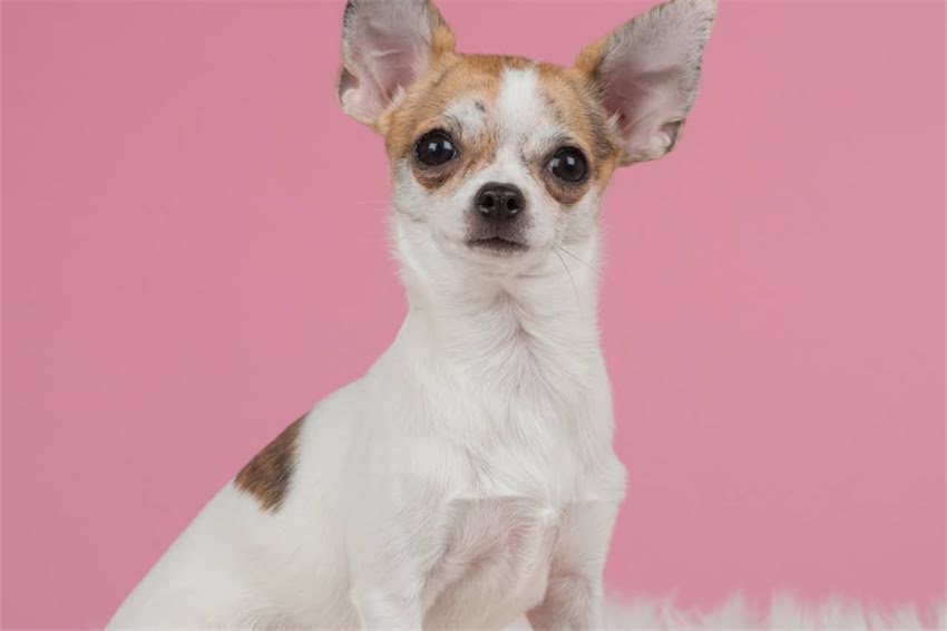 图片 哈士奇能吃什么不能吃什么？10种营养食物+5大禁忌，新手必看！科学喂养指南2.jpg