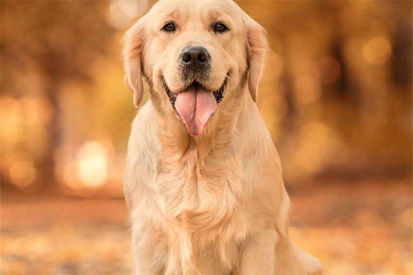 图片 哈士奇能吃葡萄吗？葡萄中毒的致命风险与科学应对指南2.jpg