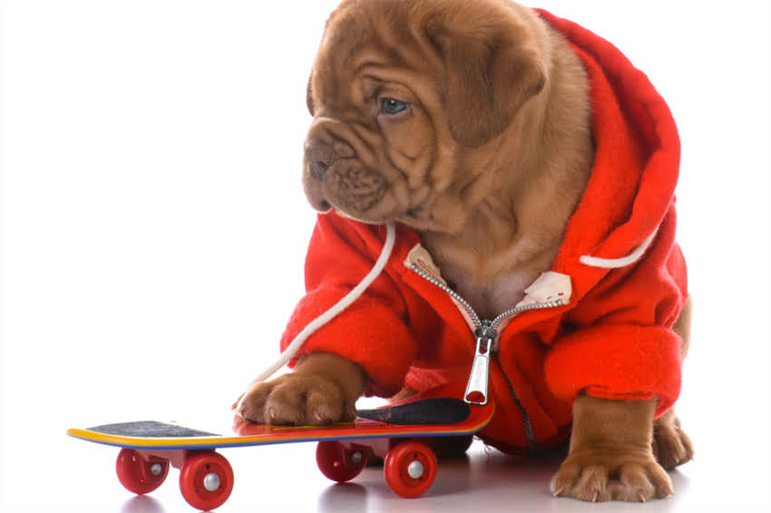 图片 哈士奇能吃鸡蛋吗？科学喂养指南及营养搭配全1.jpg