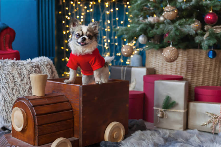 图片 哈士奇脱毛最佳时间及科学护理指南：如何应对换毛期毛发问题？1.jpg