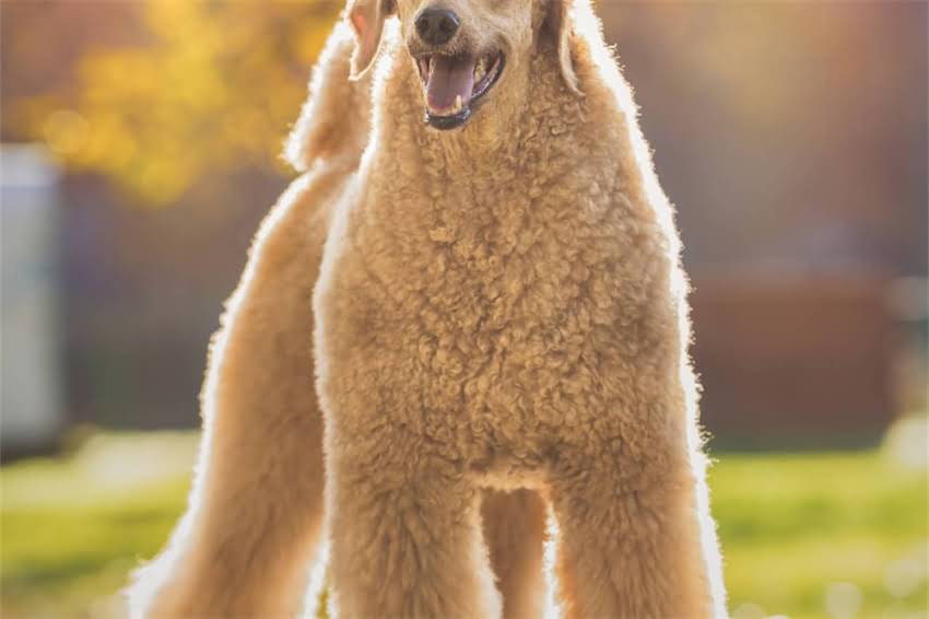 图片 哈士奇脱毛最佳时间及科学护理指南：如何应对换毛期毛发问题？2.jpg