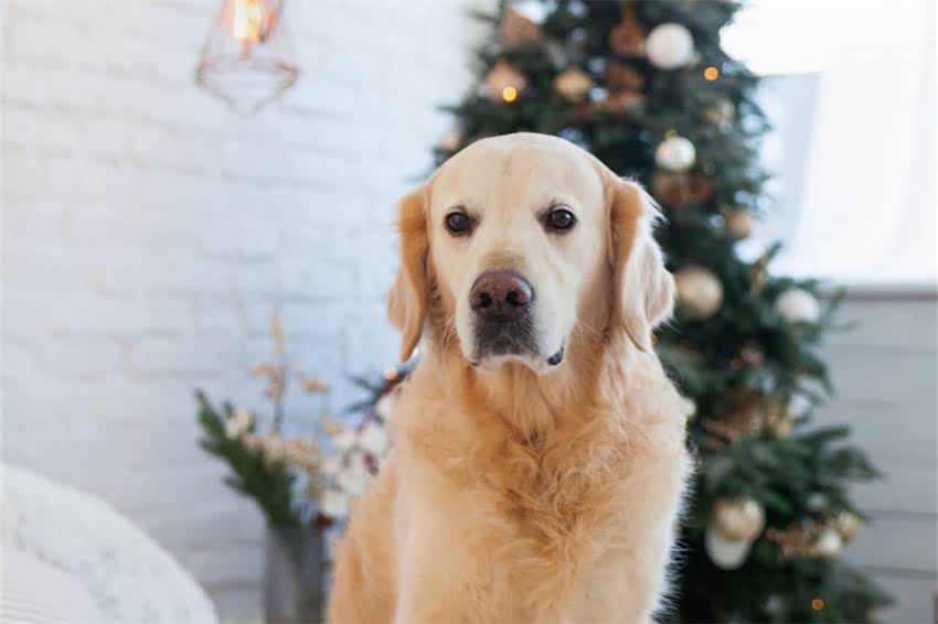 图片 哈士奇脸型辨别全攻略：快速识别品种特征与性格差异2.jpg