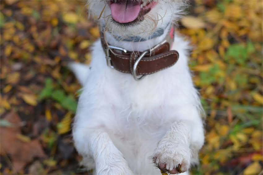 图片 哈士奇蓝眼睛全｜全网最全养护指南（附真实案例）.jpg