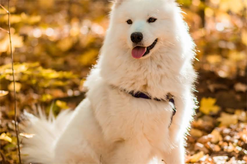 图片 哈士奇蓝眼睛全｜全网最全养护指南（附真实案例）1.jpg