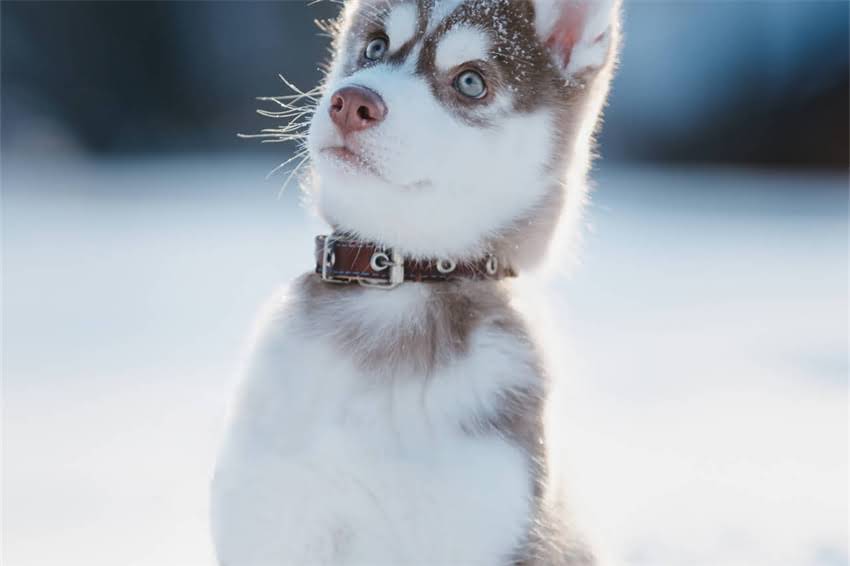 图片 哈士奇血统性格稳定全：优质种犬选育与性格养护指南（最新版）2.jpg