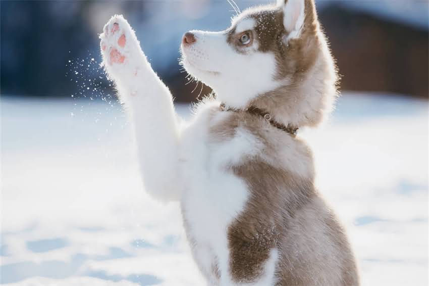 图片 哈士奇补钙的必要性及科学选择要点2.jpg