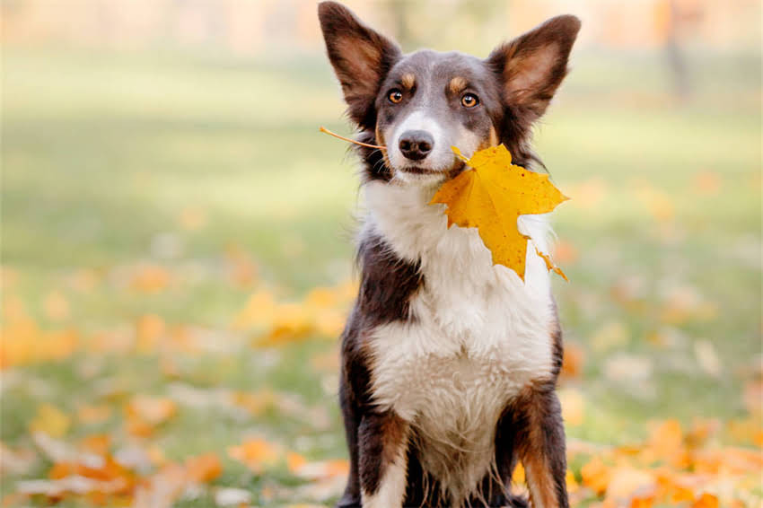 图片 哈士奇补钙食物推荐：科学饮食指南及注意事项，助力成长发育1.jpg