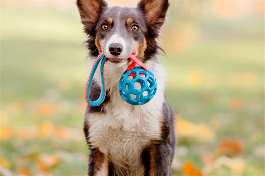 图片 哈士奇补钙食物推荐：科学饮食指南及注意事项，助力成长发育2.jpg
