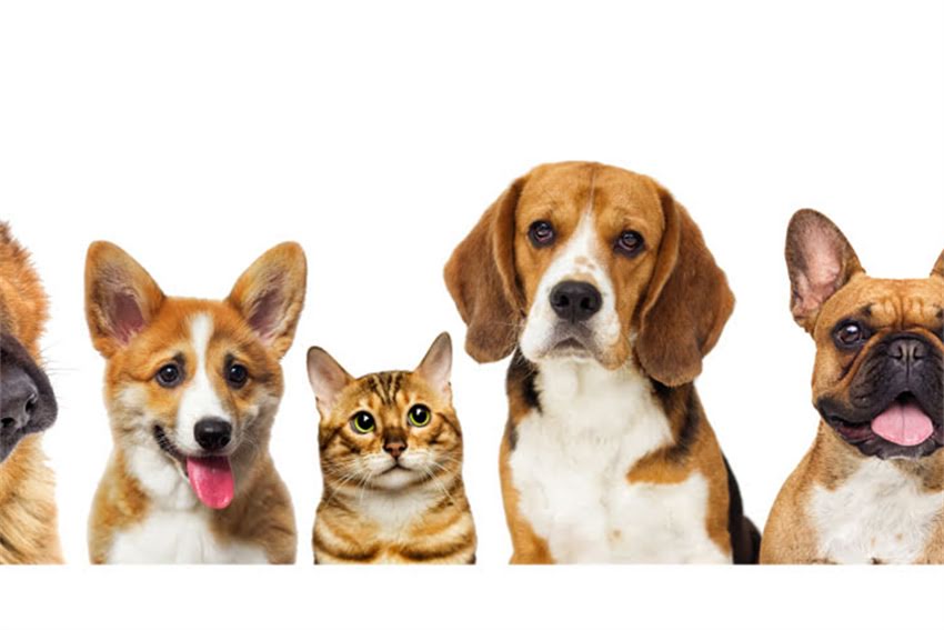 图片 哈士奇身上有白毛怎么办？全面白毛原因及处理方法2.jpg