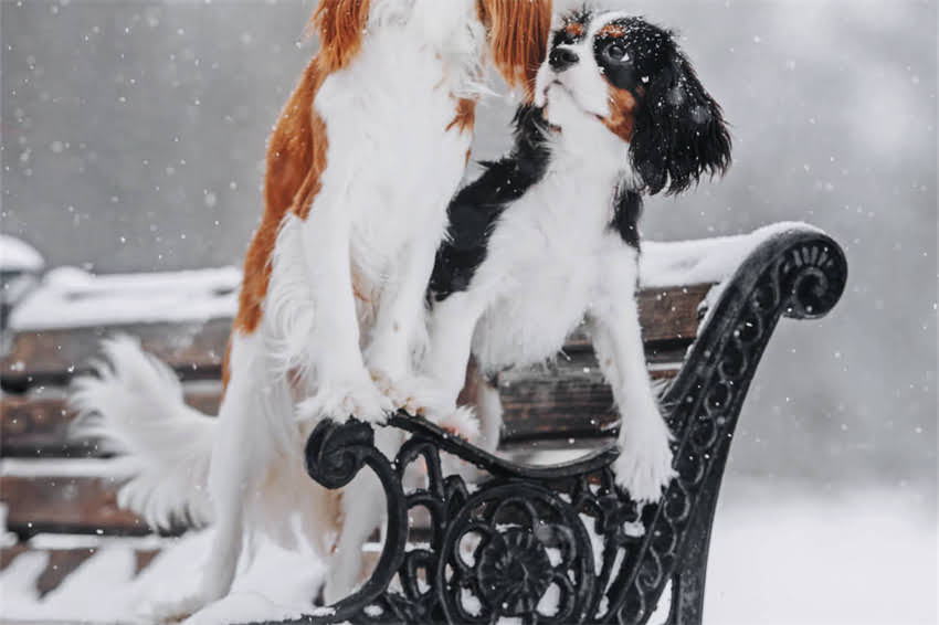 图片 哈士奇金褐色眼睛养护全攻略✨从选狗到训练保姆级教程.jpg