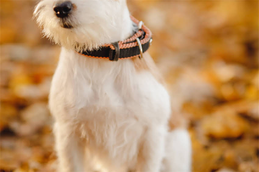 图片 哈士奇金褐色眼睛养护全攻略✨从选狗到训练保姆级教程1.jpg