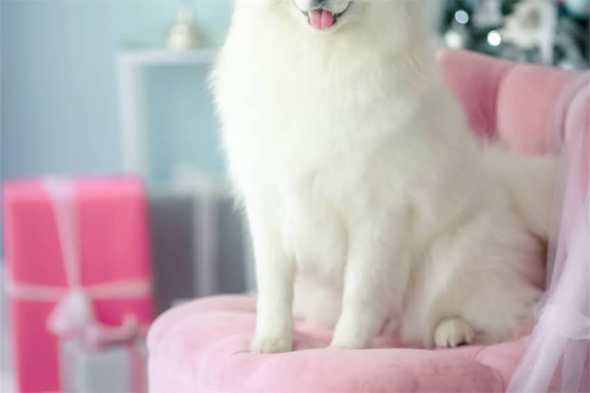 图片 哈士奇金褐色眼睛养护全攻略✨从选狗到训练保姆级教程2.jpg