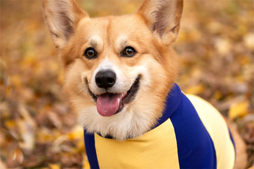 图片 哈士奇长耳螨的7大诱因及家庭护理指南：症状识别与科学防治全攻略2.jpg