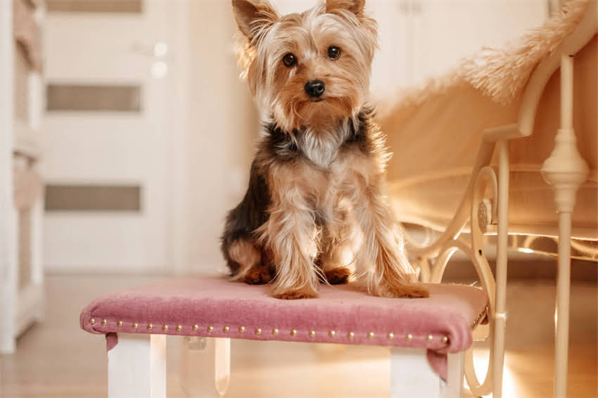 图片 哈士奇需要打哪些疫苗？最新疫苗接种时间表与注意事项全1.jpg