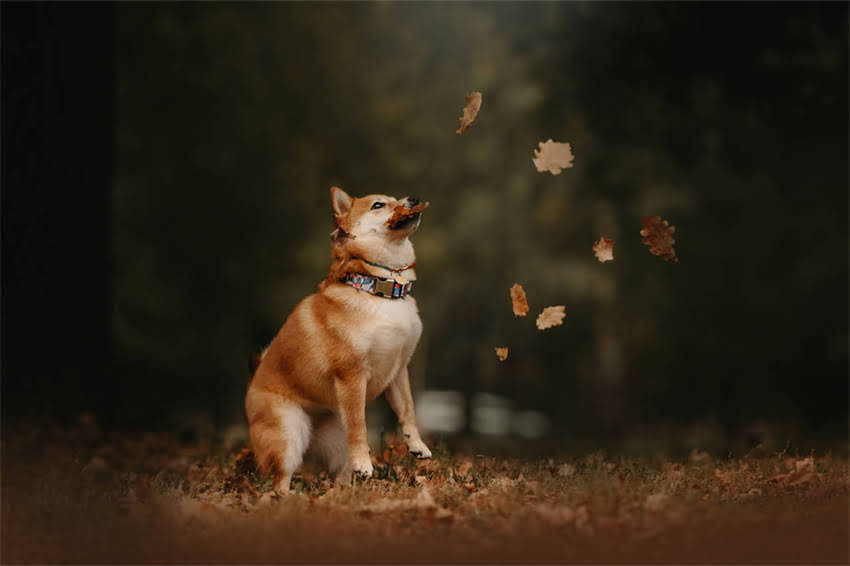 图片 哈士奇食欲下降怎么办？5大科学方法+30天改善计划助你解决挑食怪难题.jpg