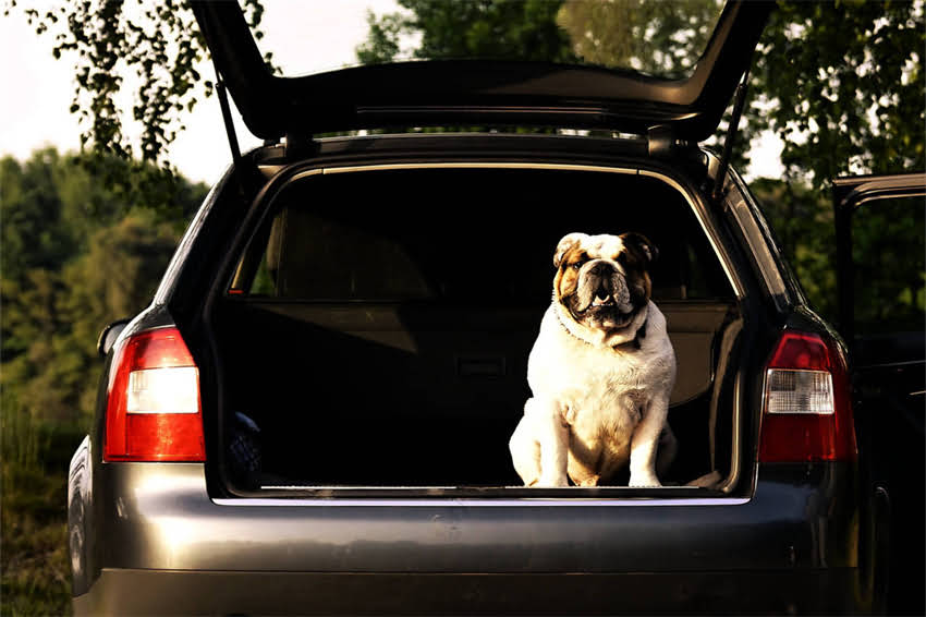 图片 哈士奇髋关节发育不良症状及应对措施：早期识别与饲养建议.jpg