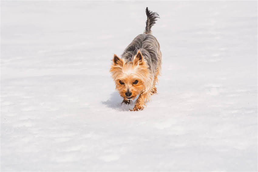 图片 哈士奇髋关节发育不良症状及应对措施：早期识别与饲养建议2.jpg