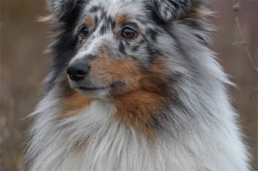 图片 哪里有可靠渠道买纯种黑松狮幼犬？新手必看避坑指南.jpg