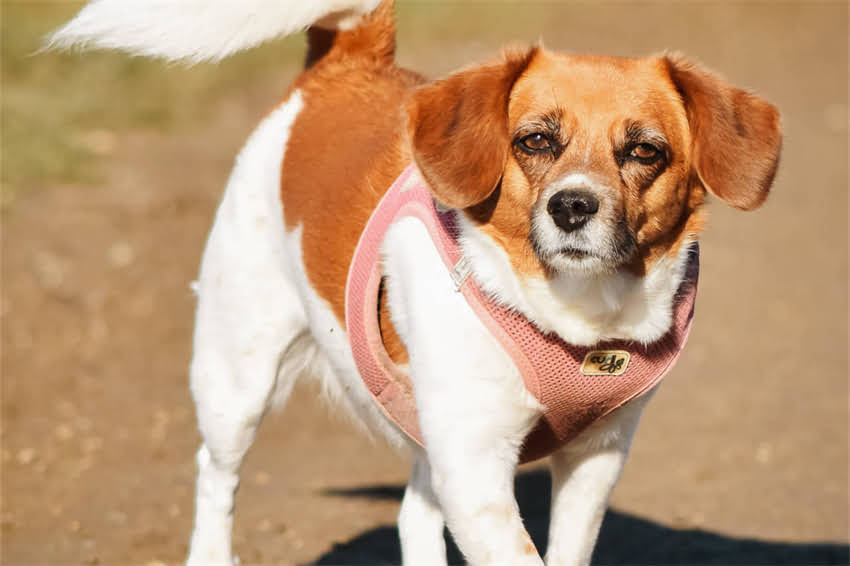 图片 哪里有可靠渠道买纯种黑松狮幼犬？新手必看避坑指南2.jpg