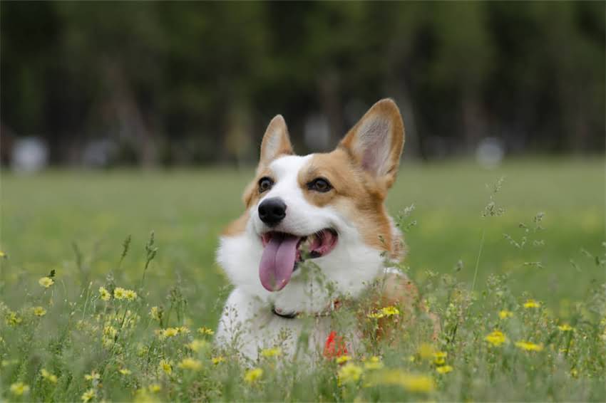 图片 哺乳期打疫苗前后能吃奶吗？权威解答+5大注意事项（附疫苗类型全）2.jpg