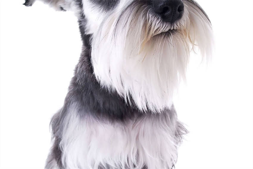 图片 唐山德牧展会权威：中国牧业行业年度盛况与产业升级路径.jpg