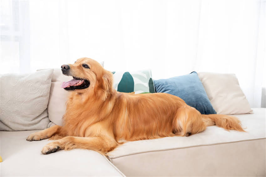 图片 四个月小狗可以剃毛吗？幼犬剃毛全攻略与注意事项（附正确剃毛步骤）.jpg