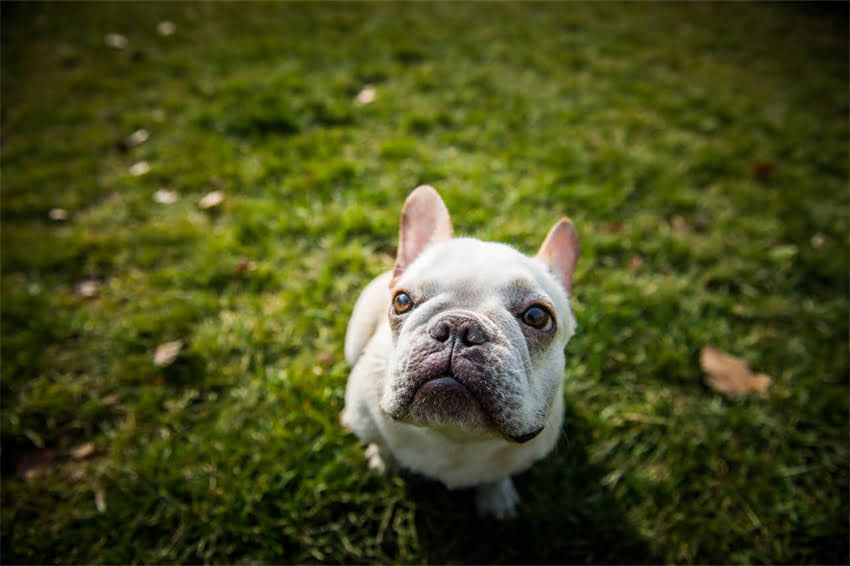 图片 四个月金毛幼犬消瘦怎么办？科学喂养与疾病预防全攻略2.jpg