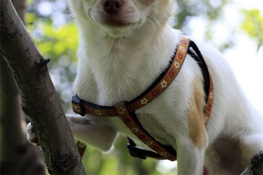 图片 四联疫苗最佳接种时间及详细流程：0-6岁宝宝必看指南2.jpg