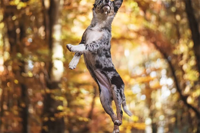 图片 国产优质狗粮十大品牌推荐及选购指南：科学喂养宠物的必读攻略.jpg