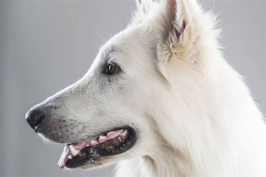 图片 国产四联疫苗哪个品牌好？四联疫苗国产与进口的区别及安全性全1.jpg