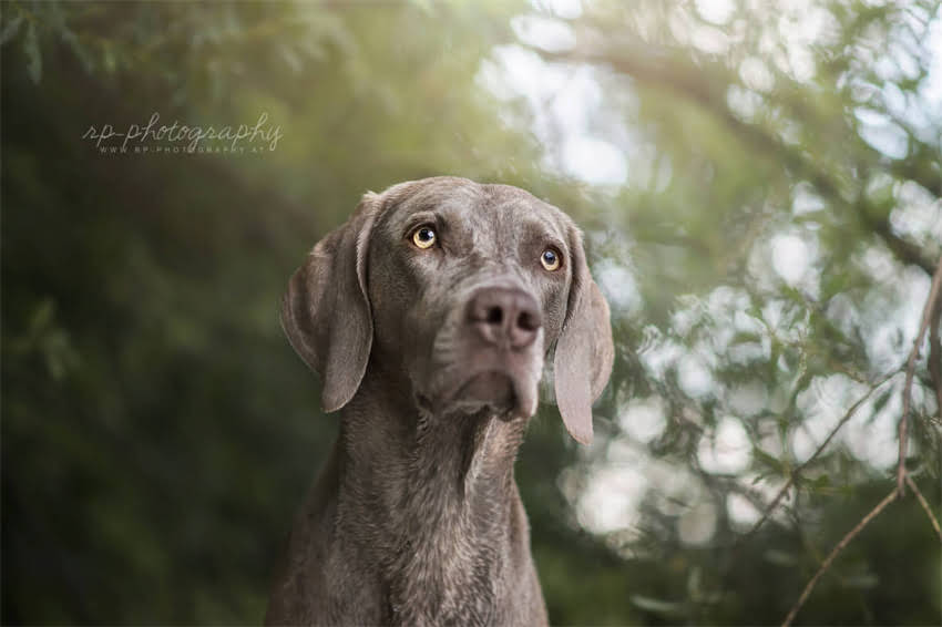 图片 国产天然狗粮推荐清单：十大优质品牌选购指南及避坑攻略.jpg