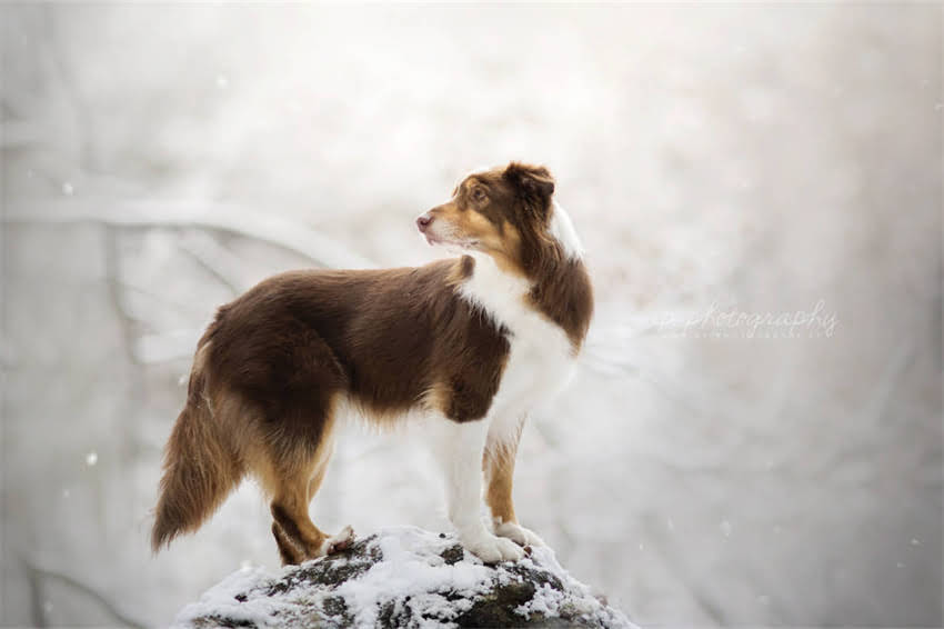 图片 国产天然狗粮推荐清单：十大优质品牌选购指南及避坑攻略2.jpg