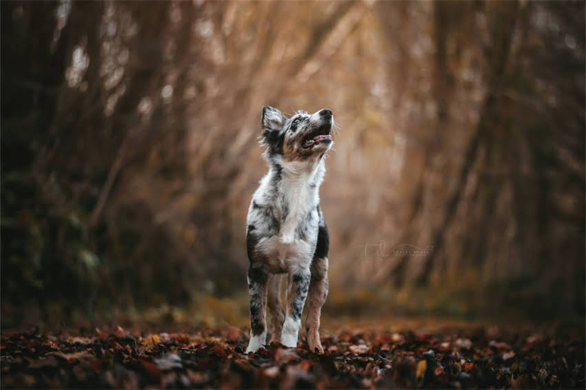 图片 国产犬粮十大品牌排行榜：科学配方+真实测评，养宠人必看选购指南1.jpg