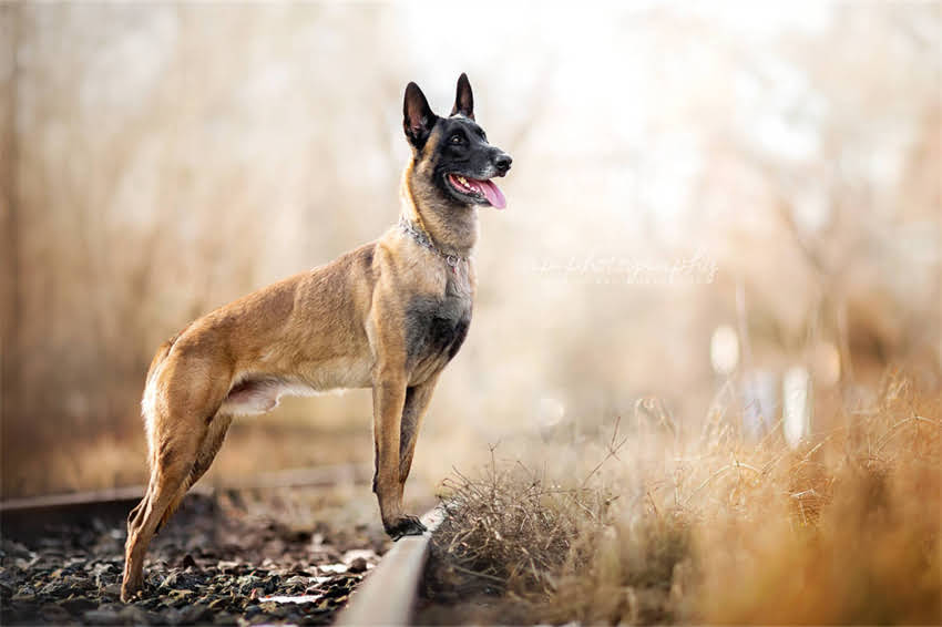 图片 国产犬粮十大品牌排行榜：科学配方+真实测评，养宠人必看选购指南2.jpg