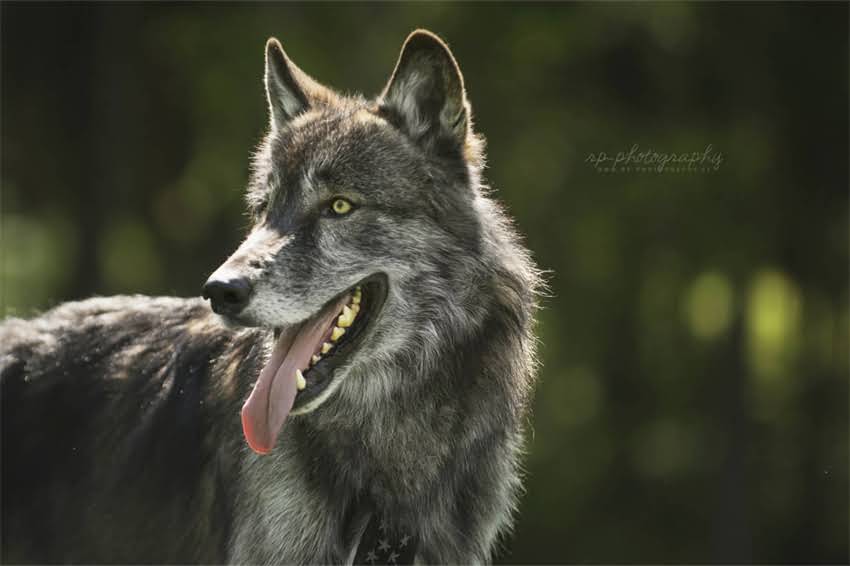 图片 国内十大优质拉布拉多犬舍推荐：血统纯正健康保障，科学饲养流程透明可查.jpg