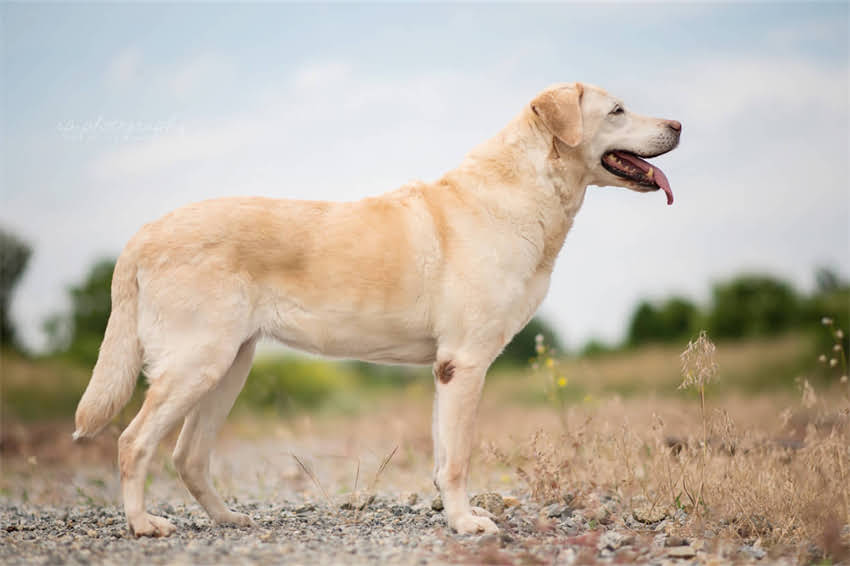 图片 国内哪里能购买纯种圣伯纳犬？最新购买指南与注意事项1.jpg