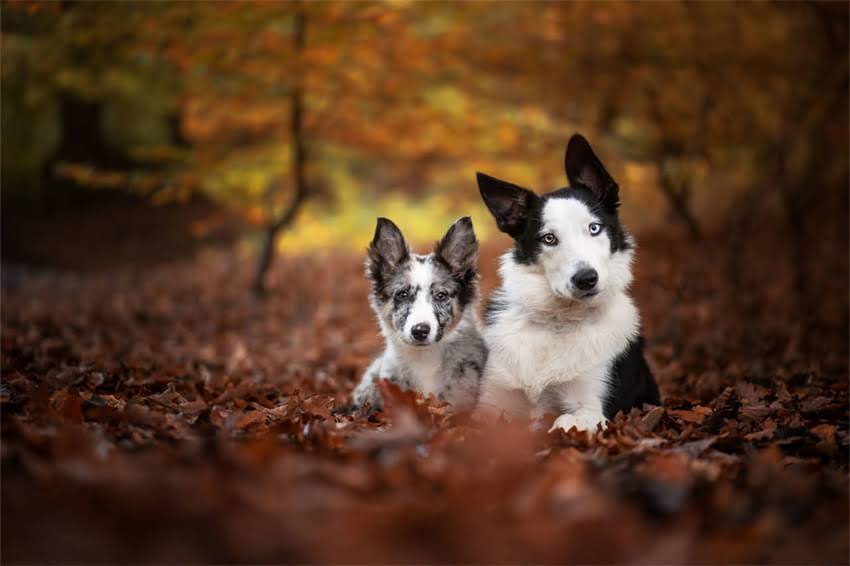 图片 国内哪里能购买纯种圣伯纳犬？最新购买指南与注意事项2.jpg