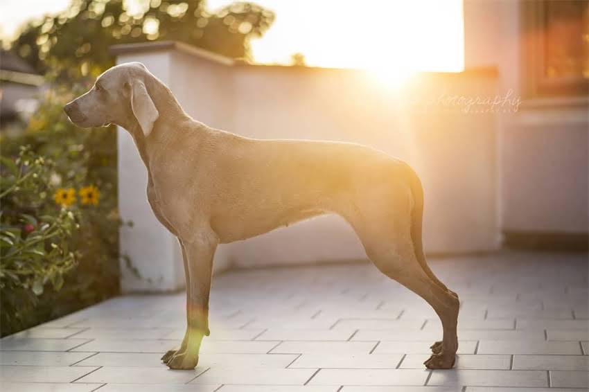 图片 土狗vs拉布拉多：从性格到寿命的12项对比分析，养狗人必看的选择指南.jpg