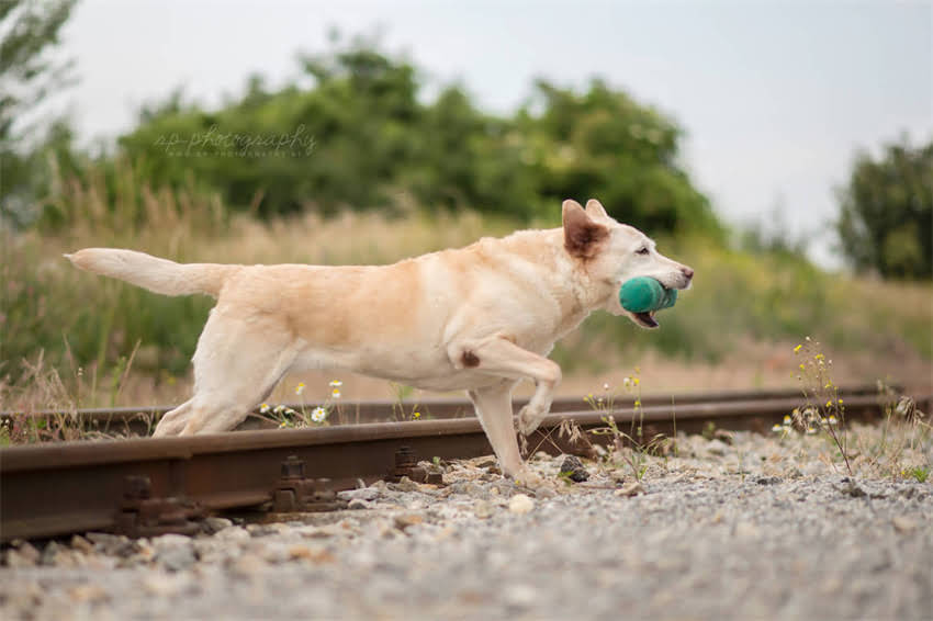 图片 土狗vs拉布拉多：从性格到寿命的12项对比分析，养狗人必看的选择指南1.jpg