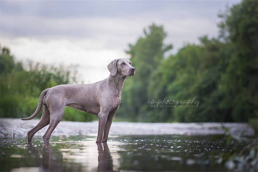 图片 土狗vs拉布拉多：从性格到寿命的12项对比分析，养狗人必看的选择指南2.jpg