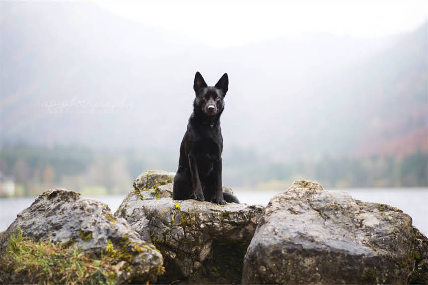 图片 土霉素喂狗的正确方法与剂量计算：5大注意事项和副作用（附喂药指南）.jpg