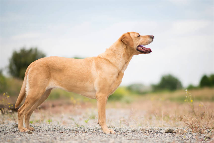 图片 土霉素喂狗的正确方法与剂量计算：5大注意事项和副作用（附喂药指南）2.jpg