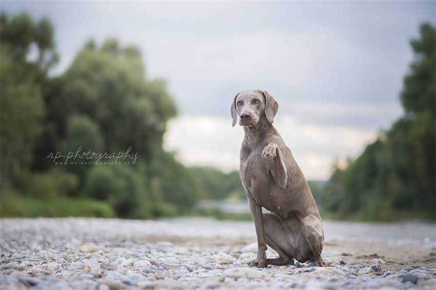 图片 在家如何检测猫粮中的油脂含量？5种简易方法+注意事项全.jpg