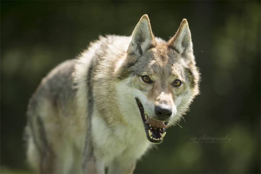 图片 在家给小狗接种疫苗全攻略：10大注意事项与专业兽医操作指南.jpg