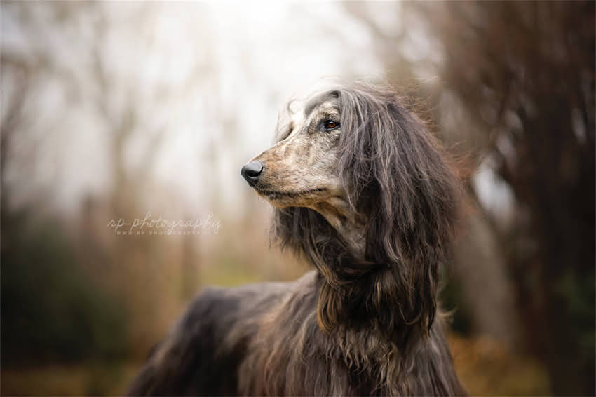 图片 在家给泰迪剃毛全攻略：详细步骤+注意事项（附工具推荐）2.jpg