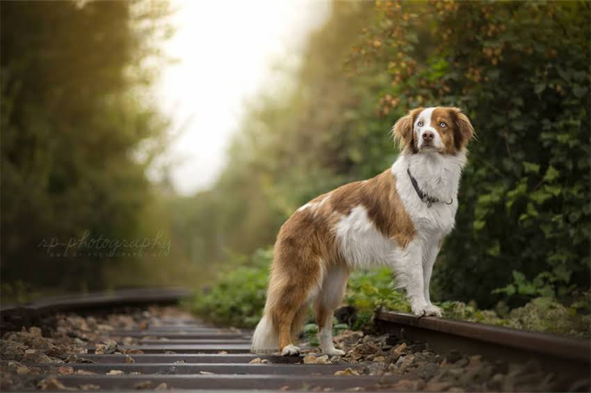 图片 在家自制狗粮全攻略：安全营养配方+详细教程，让爱犬吃出健康好体魄！.jpg