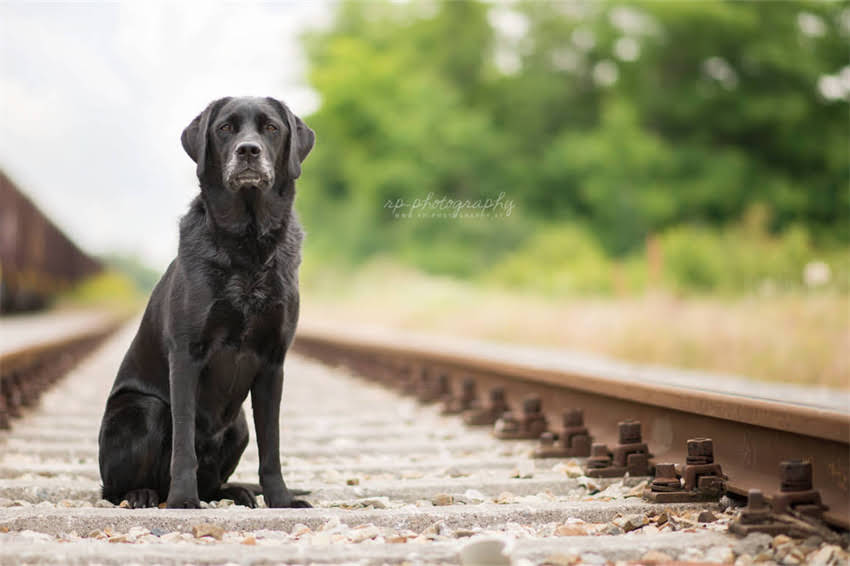 图片 在家自制狗粮全攻略：安全营养配方+详细教程，让爱犬吃出健康好体魄！1.jpg